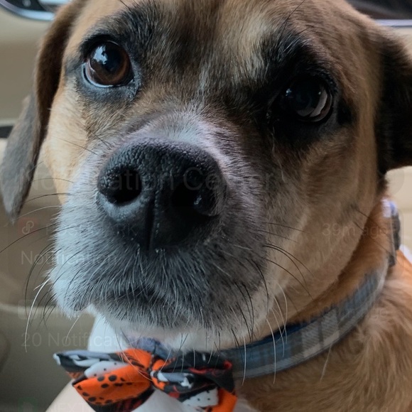 Meet your Posher, Susan - Picture 3 of 5